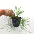 Oxalis polyphylla heptaphylla - 10cm pot